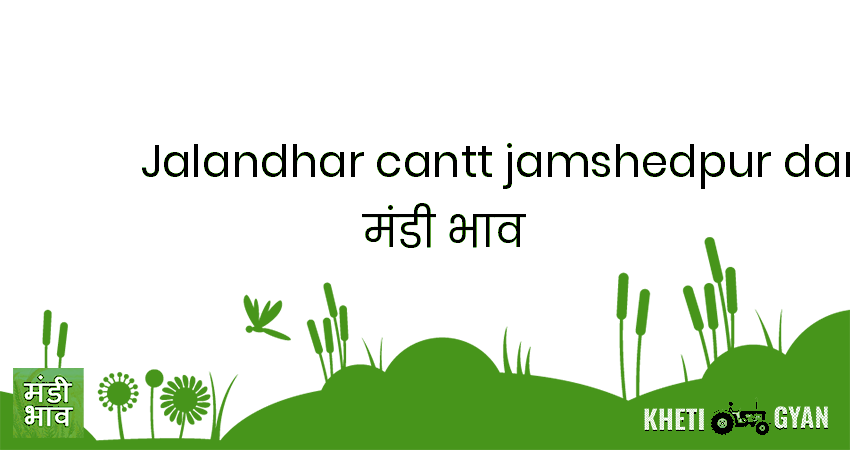 Jalandhar Cantt (Jamshedpur Dana Mandi) मंडी भाव की ताज़ा तस्वीर